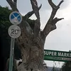 polixxnig