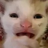 pochoclo42