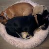 squish1_and_squish2
