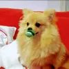 romeu_dimi