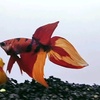 beautiful_betta_thai