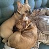 potato_doggys