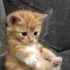 chiknchalupasupreme