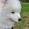 hiro_the_samoyed