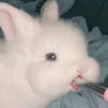 trwhn