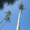 nona ambon