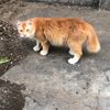 ternak.kambingg