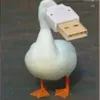 _stan.sut_