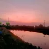 biskuit_nangka