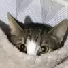 gatocomfrio