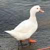 pighaver