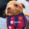 el_perro_shitposter1