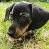 chorizodachshund