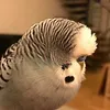 crazybudgie_