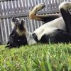 cute_puppicino1