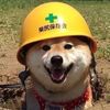 .safetydoggo