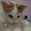 qieqie85