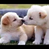 wanchan.wanchan.3