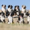 stillwaterranchkennel