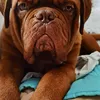 ericleroutier