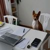 jessebasenji