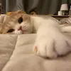 nhi