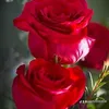 user926980838