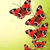 schmetterling303