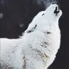 white.wolfie