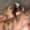 _aumentofollowerr_