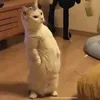 duchuyh_1