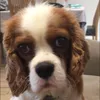 alfiethe_kingcharles