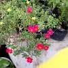 dahnia001