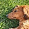 iheartdoxies80