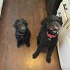 bo_and_lola