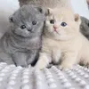 lauraarato445