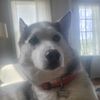 huskyronin