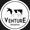 ventureholsteins