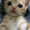littlecatmeow18
