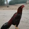 yousafbhojia
