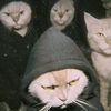 who_is_assim