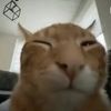 realdaffoet