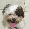 bestgoodboys