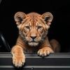 🐆AMG🐆