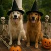 thegoldensofsalem
