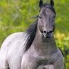 anwarboukhaled