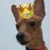 bigjoy_pinscher