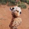 giraffegossip