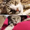 romeo_nala
