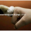 rescuegroupcatsdogsuae